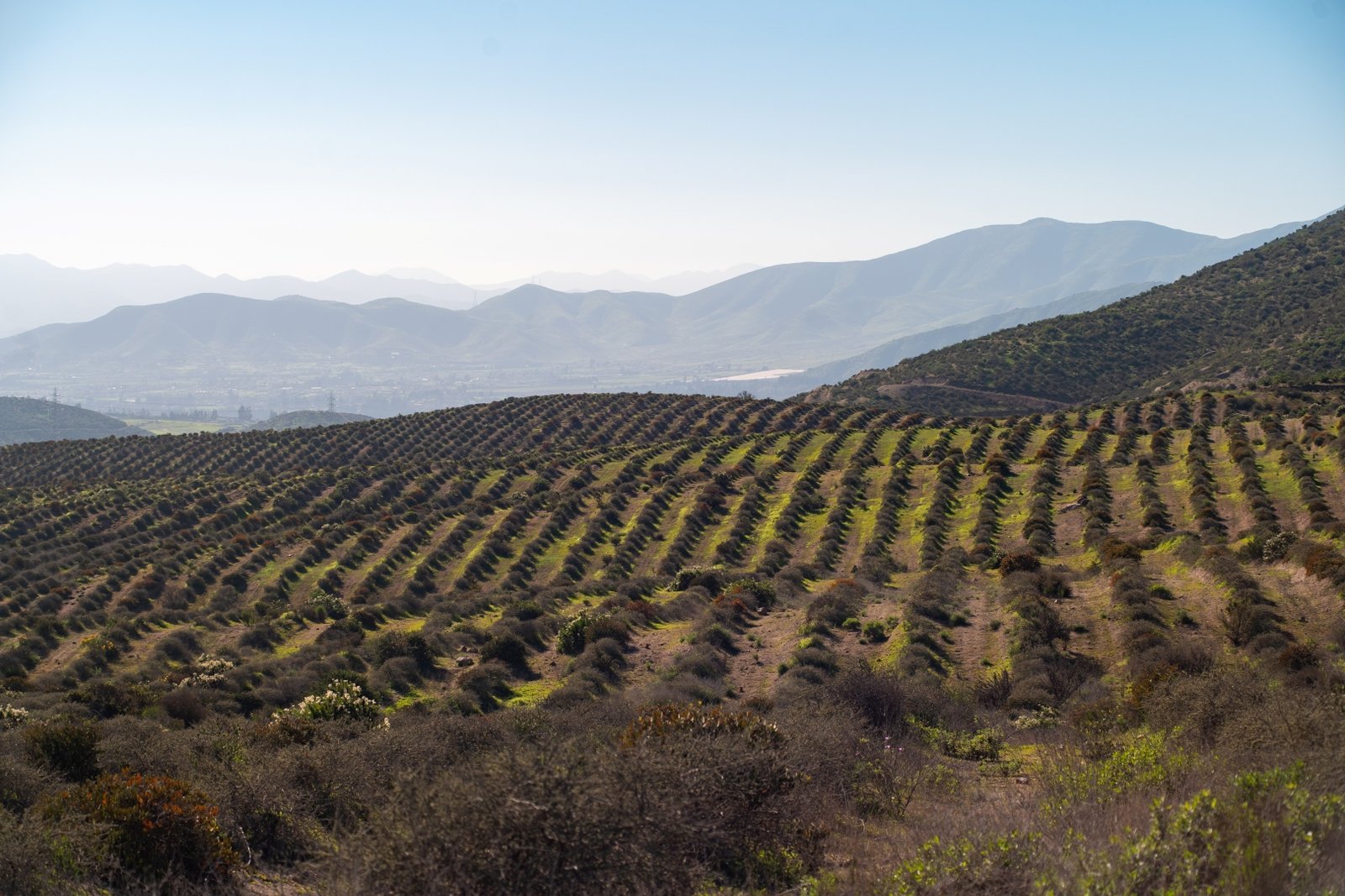 Galería Carmín del Elqui 1