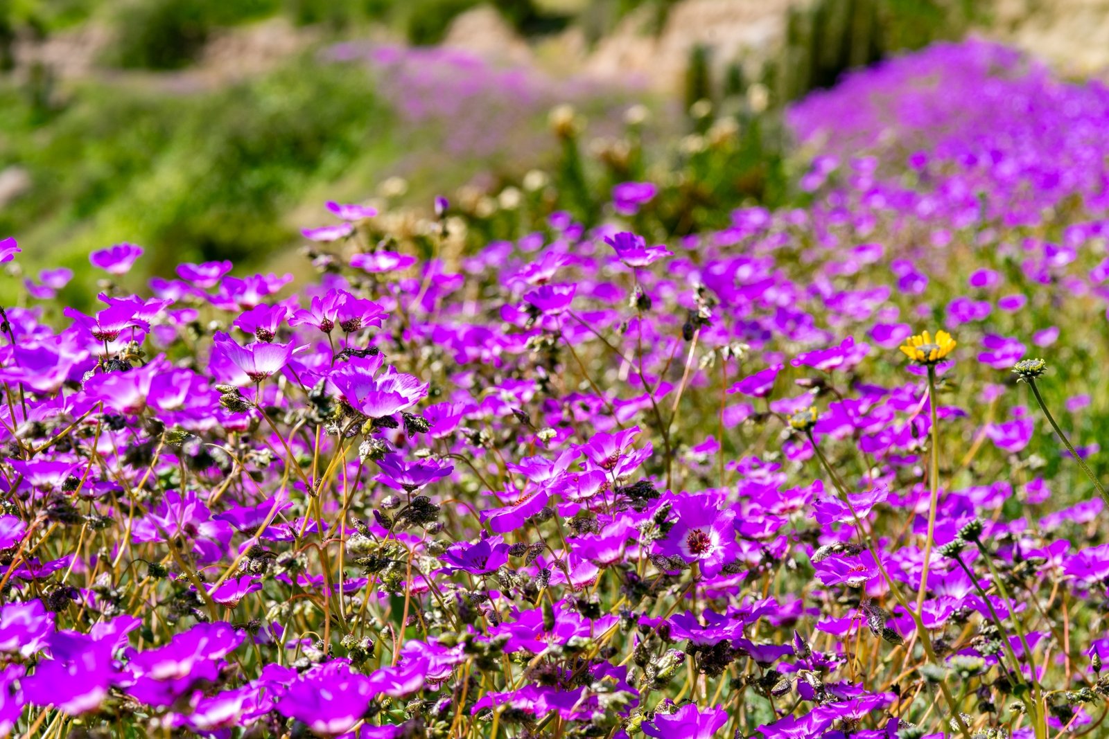 Galería Carmín del Elqui 4